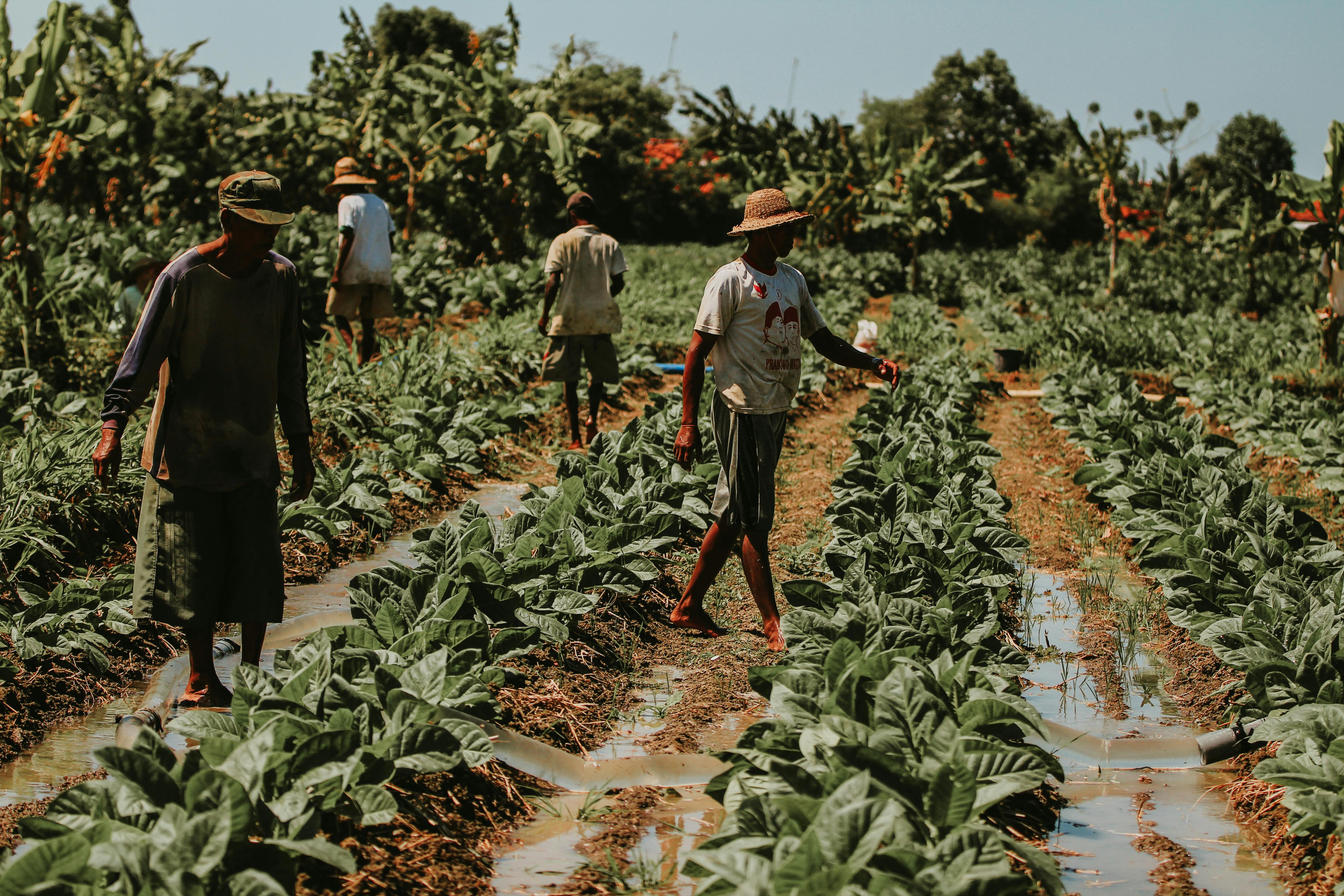 Tobacco Cultivation