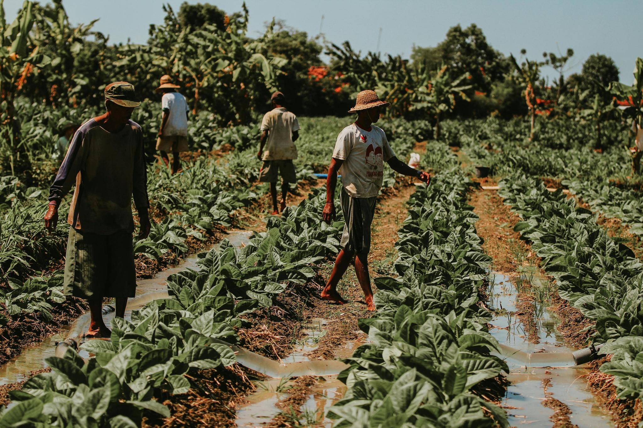 Tobacco Cultivation