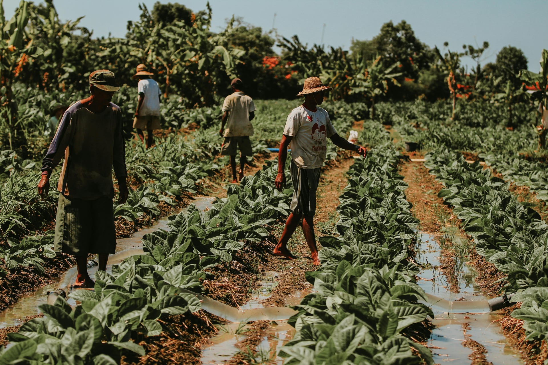 Tobacco Cultivation